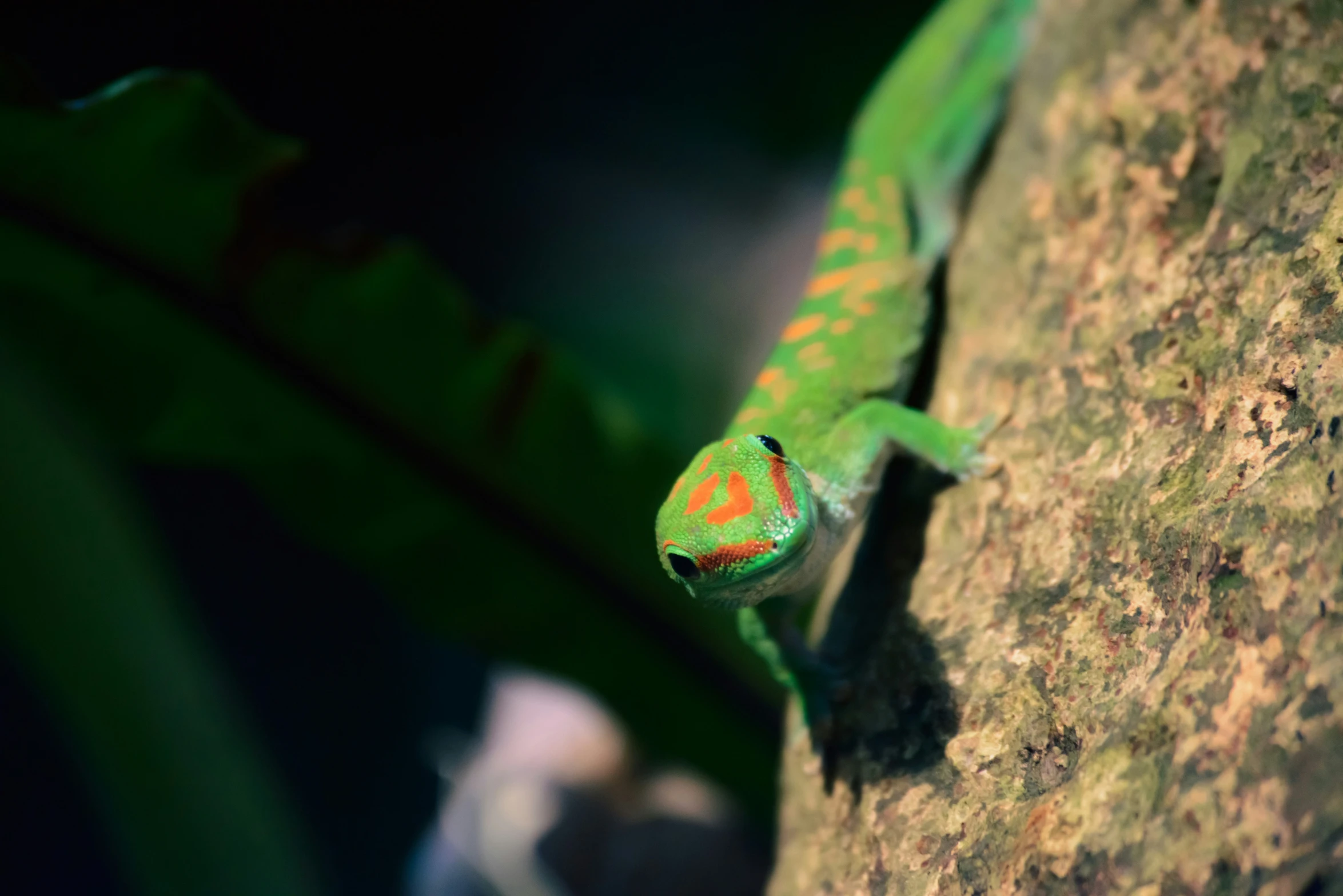 a green and red lizard is climbing up a tree