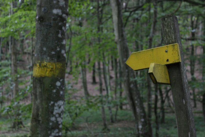 this is a yellow sign in the woods pointing to directions