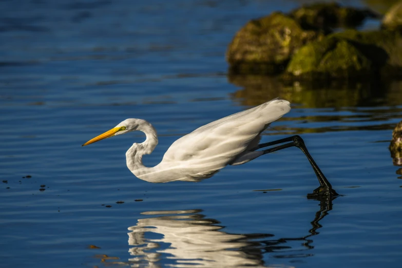 a white bird standing on some water