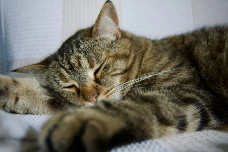 a cat asleep on a sofa with its head and paw stretched out