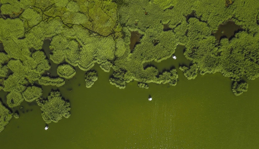 birds fly close together above trees and water