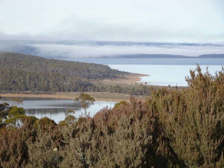 a view of trees and water from above