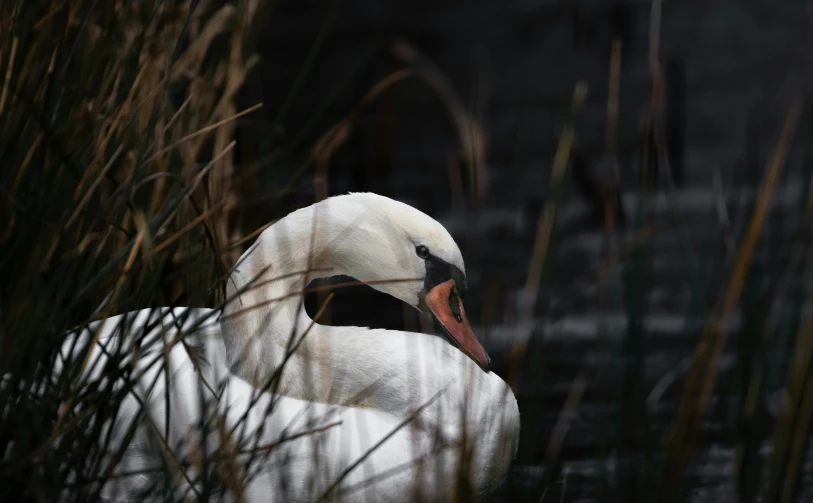 a white swan swimming in a pond surrounded by tall grass