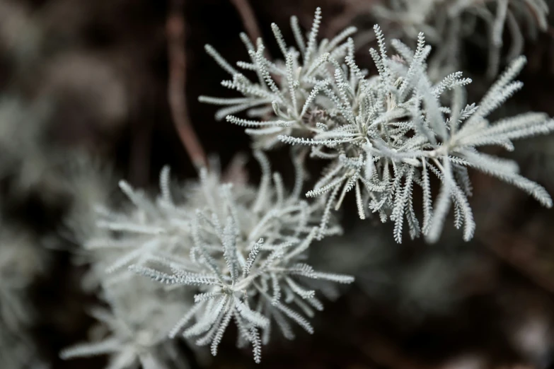 this image shows the needles of the tree