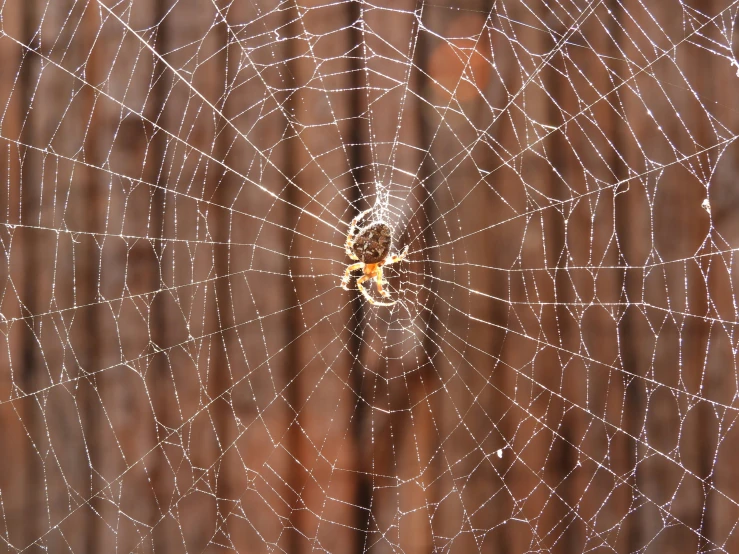 a close up view of a spider web on wood