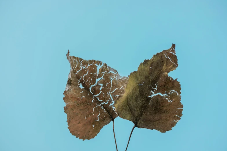 there are leaves that have been frozen to dry