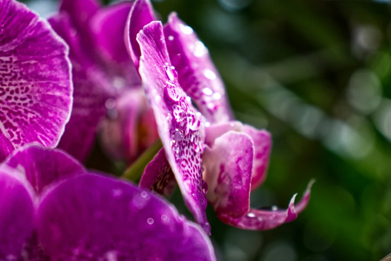 the purple flowers look like they are dying