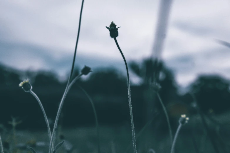 a very long blade of some sort near some grass