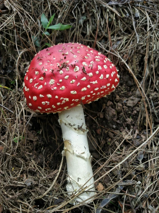 a red and white mushroom that is on the ground