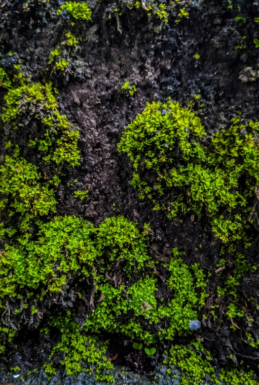 a patch of green bushes in a dark field