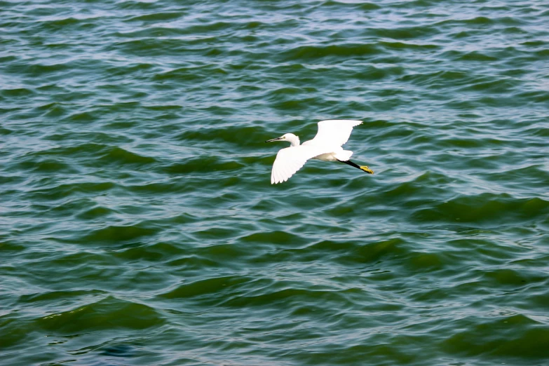 a bird is flying low over the water