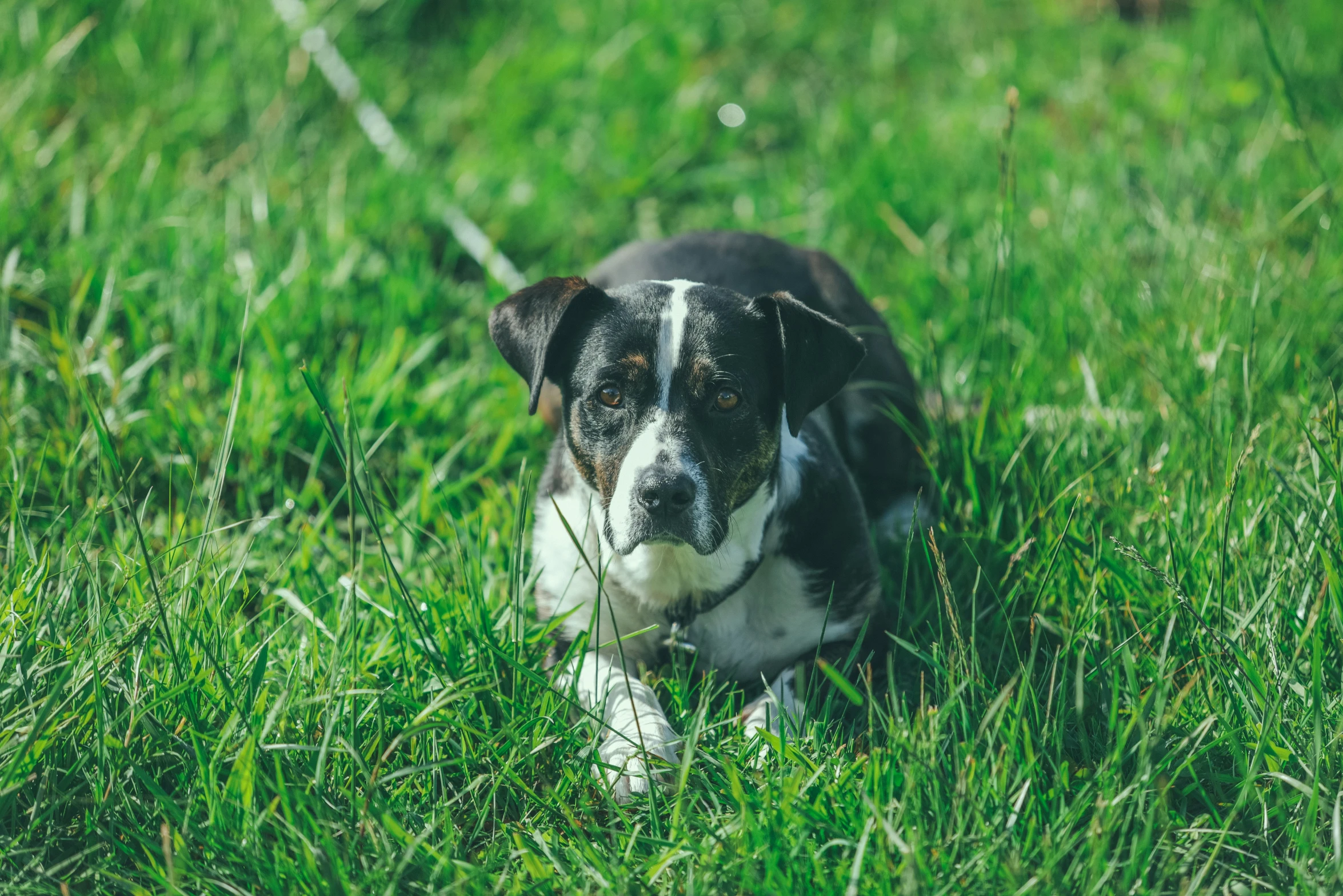 a dog sits on some green grass looking up