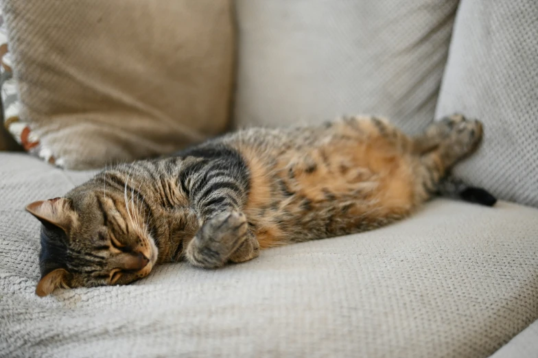 the cat is stretched out on the couch and stretching