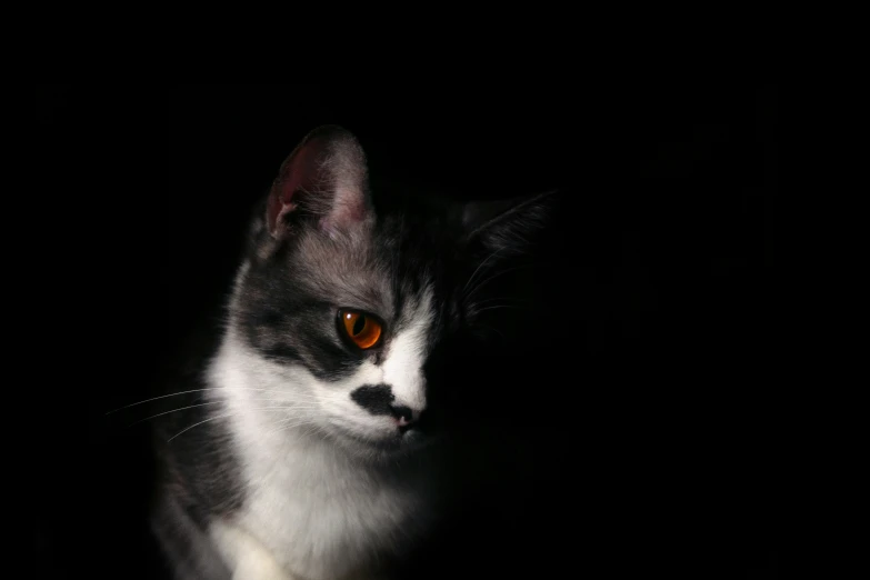a cat sits in the dark looking at soing