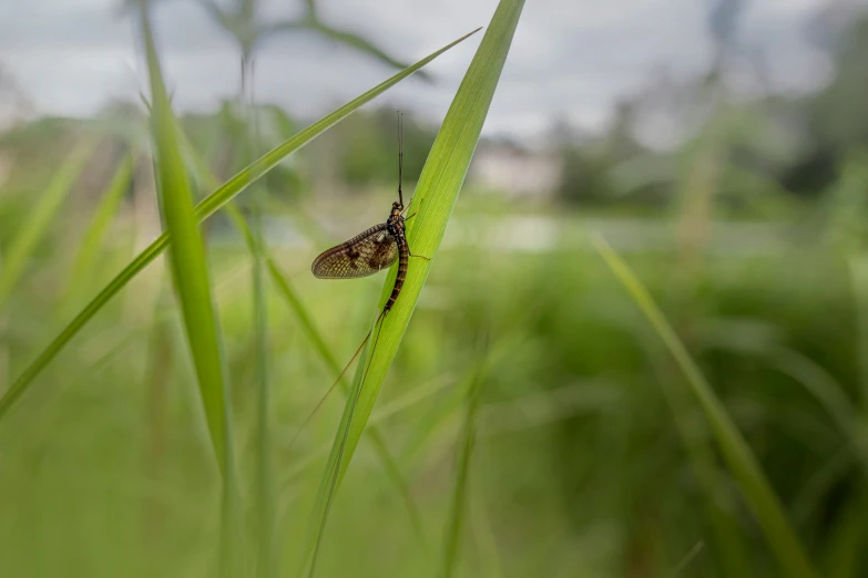 the insect on the leaf is sitting next to it