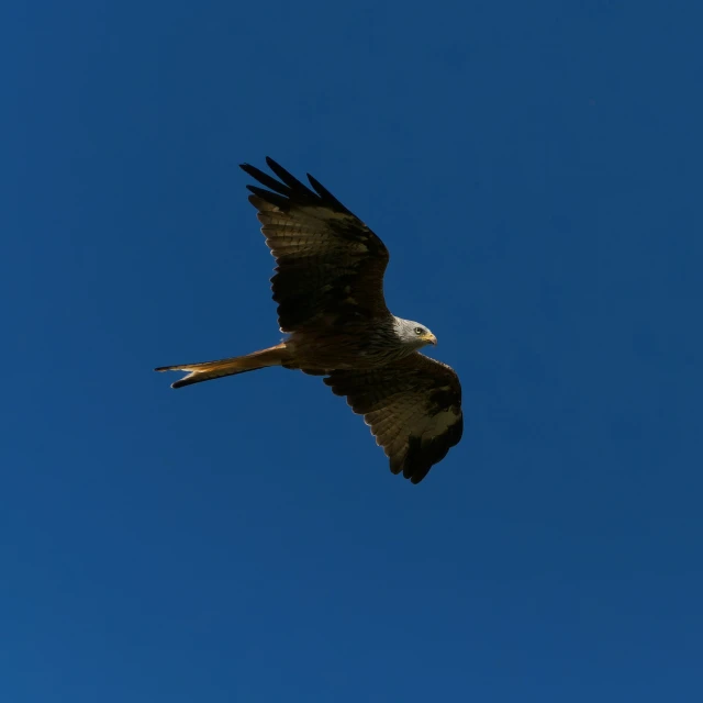 the large bird is flying high in the blue sky