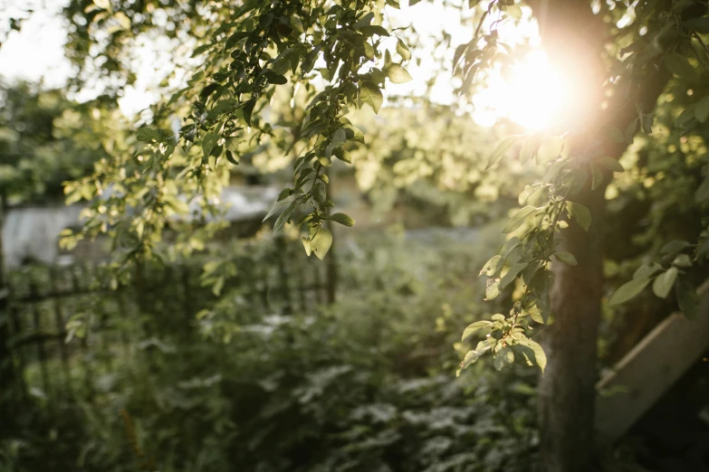 a horse is standing behind trees outside