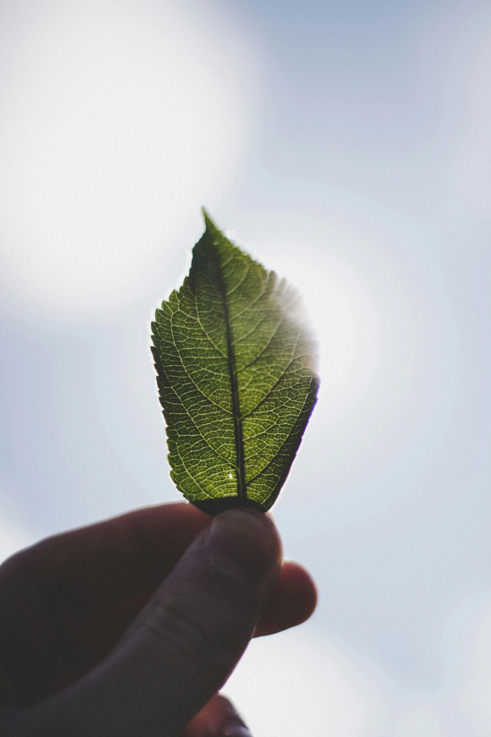 a person's hand holding up a green leaf