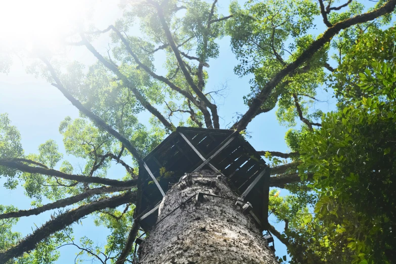 there is a very tall tree that has been cut down