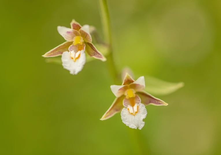 two orchids are seen close together on a green background