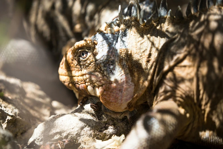 a lizard is close up in the sunlight