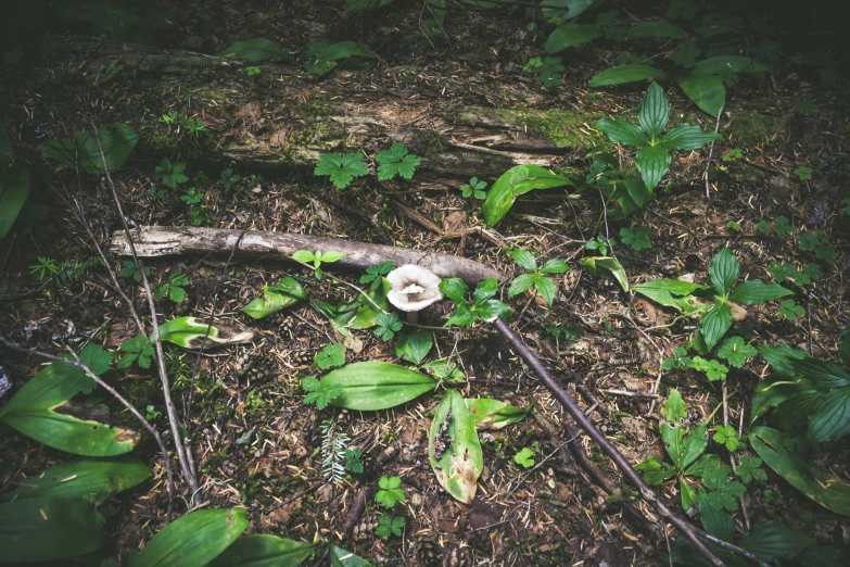 an old piece of wood sitting in the middle of a forest