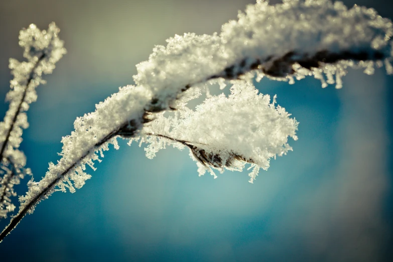 a piece of leaf covered in snow with light behind