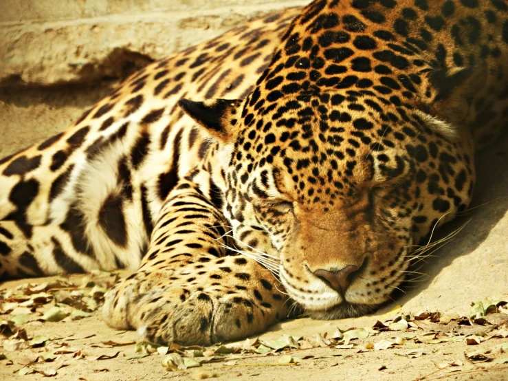 an image of a leopard sleeping on the ground