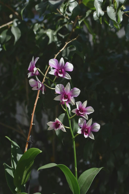 a pink flower is blooming next to greenery