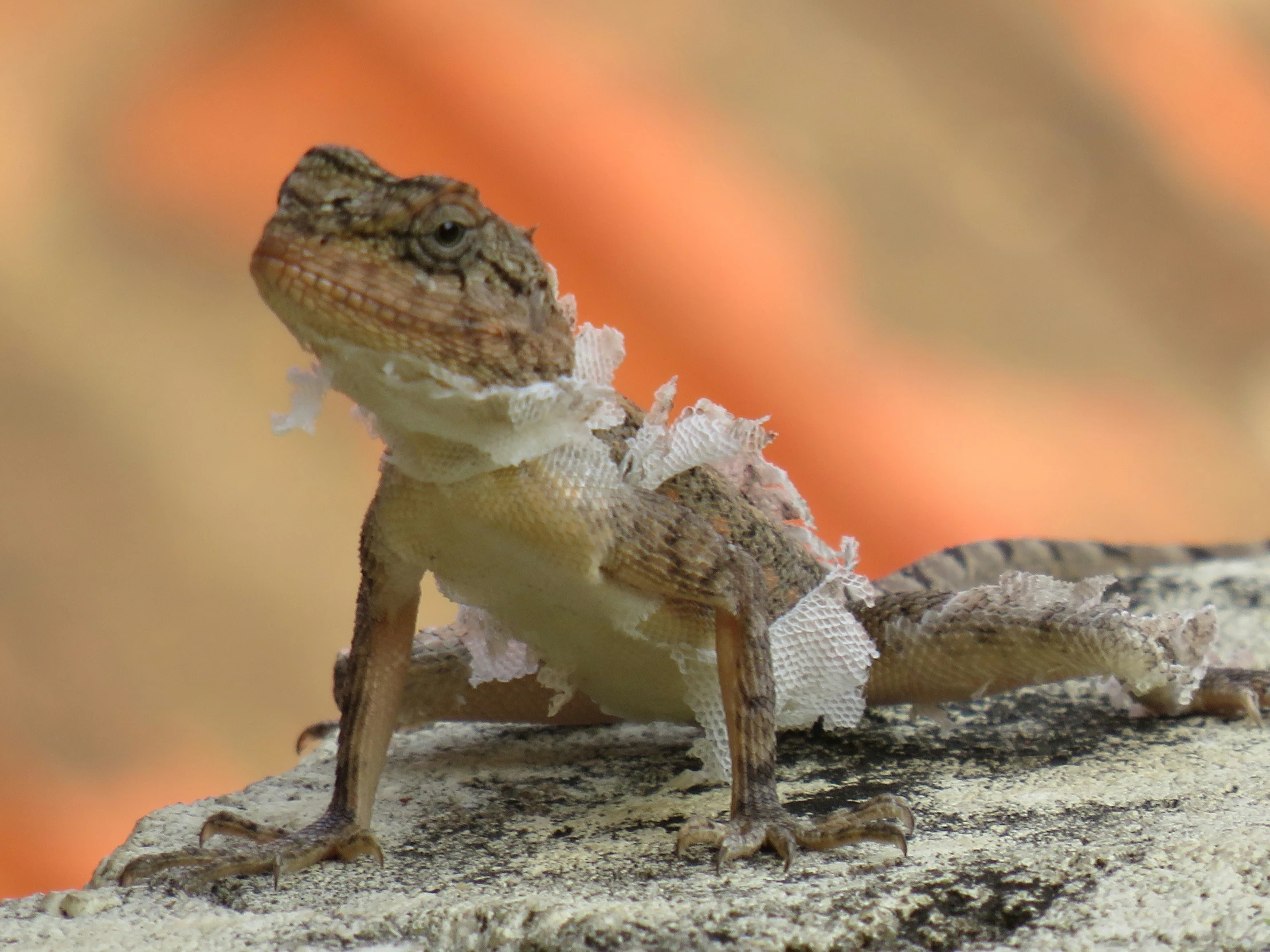 a lizard that is sitting on some snow