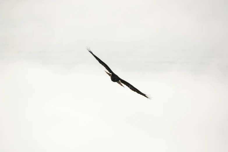 a big bird of prey flying on the air