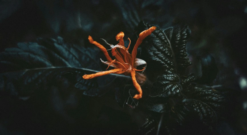 a flower that is growing on a plant