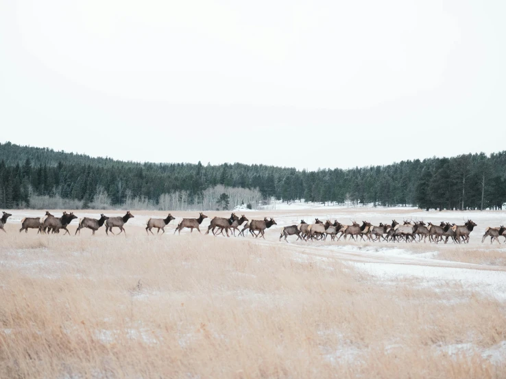 herd of animal running across field in snow