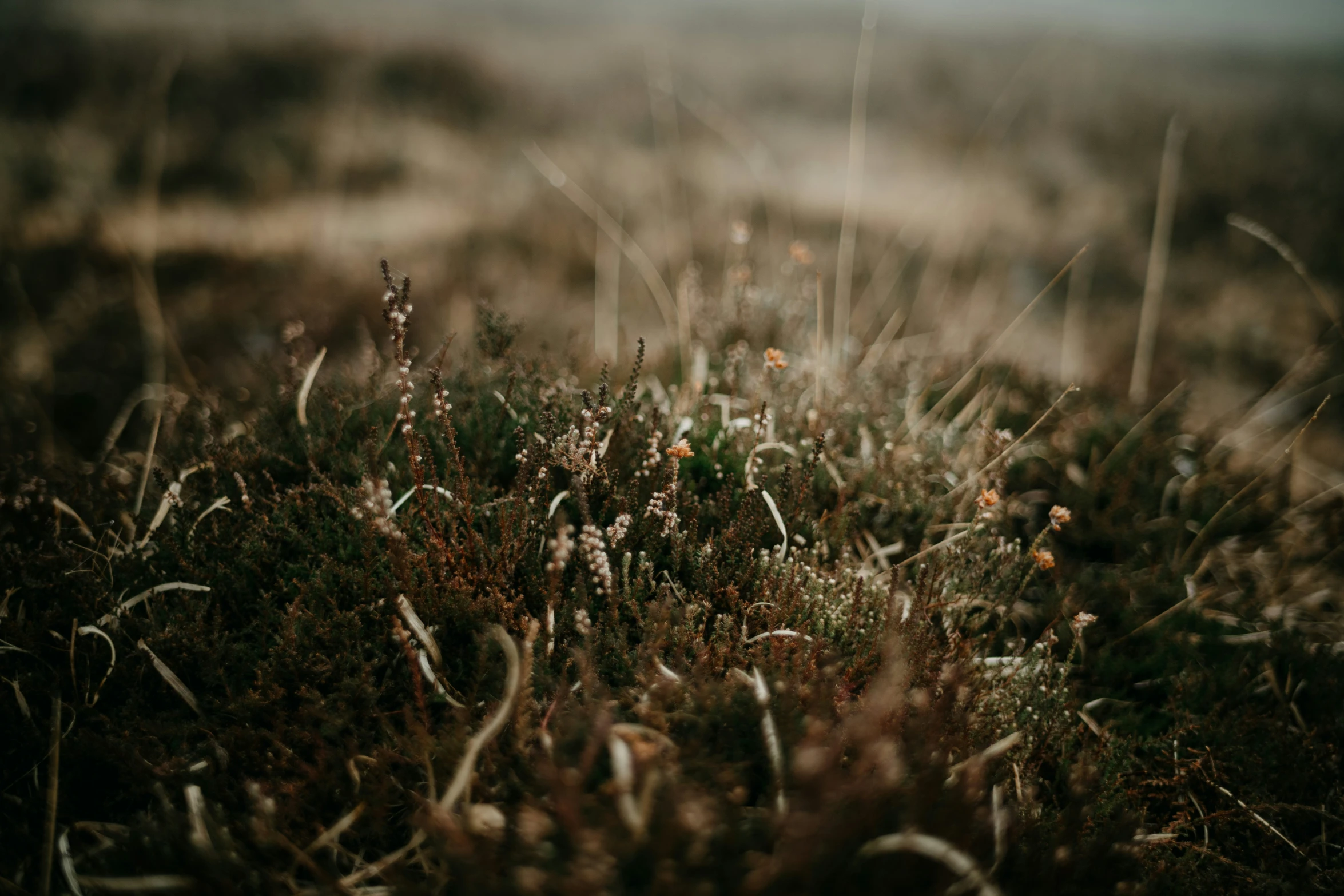 some plants with little flowers in some grass