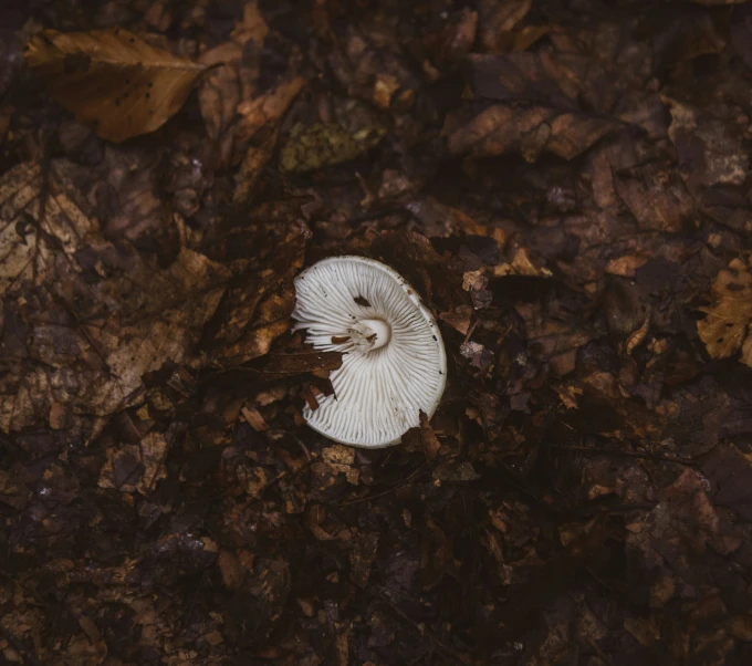 an image of white mushroom in the ground