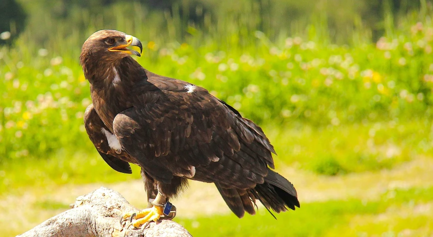 a large bird sitting on a rock in front of some grass