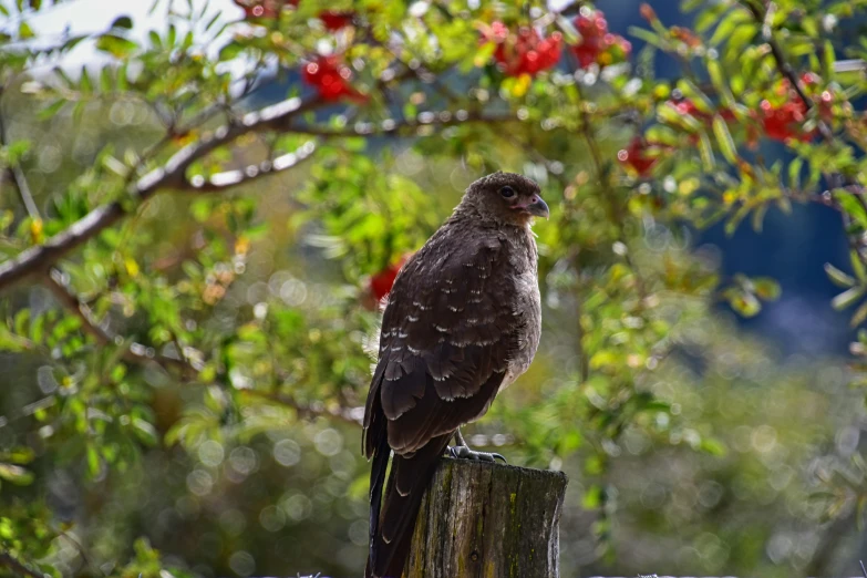 a bird perched on a wooden fence post