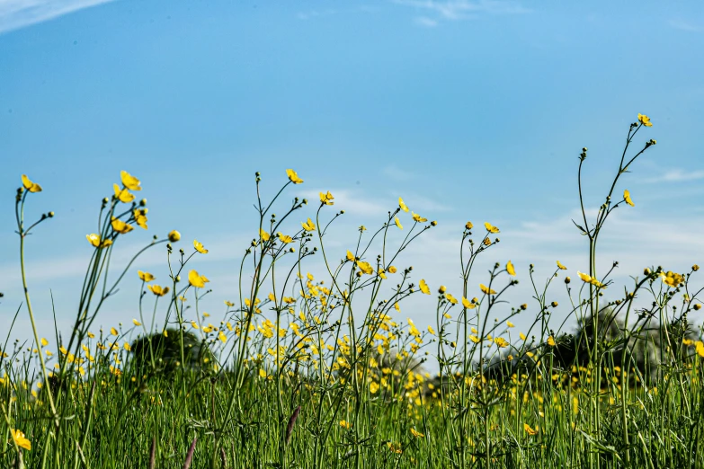 the view of some very tall plants near a clear sky