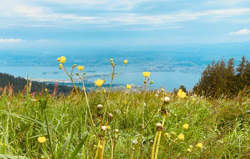 yellow flowers in tall grass overlooking a lake