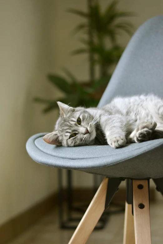 a small grey cat laying on a gray chair