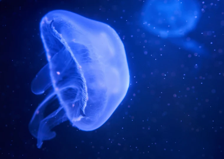 the jellyfish is large and blue in color
