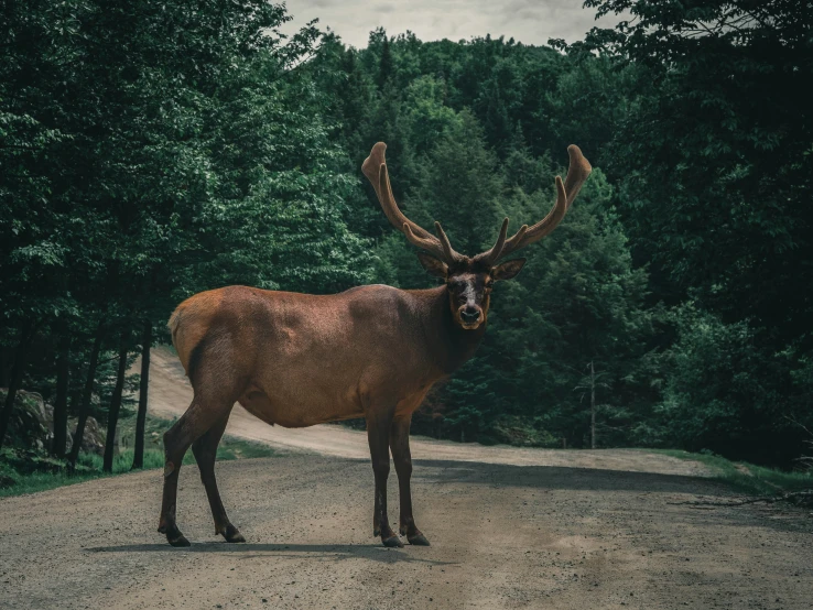 an animal with big antlers standing on a road