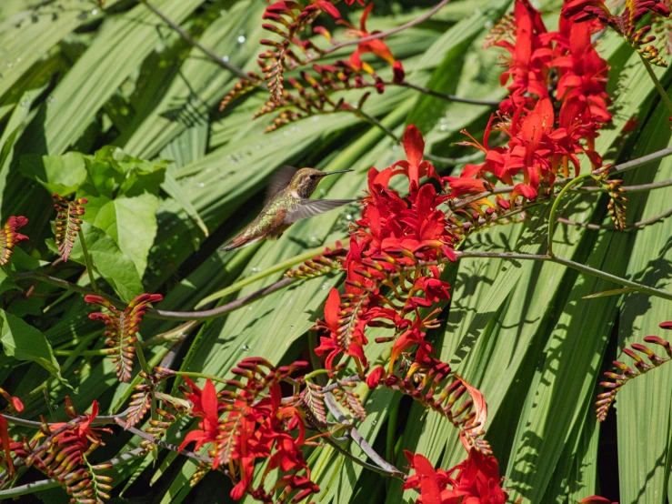 a bird is perched on the red flowers of a plant