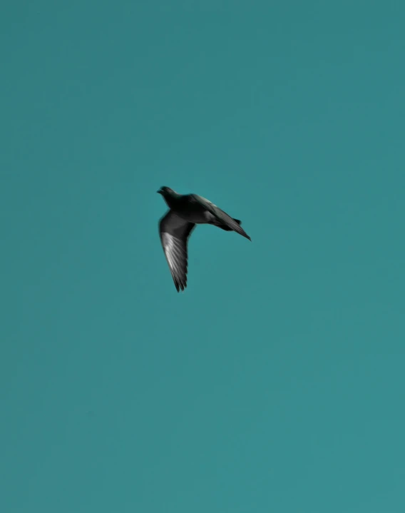 black bird flying through blue sky near small tower