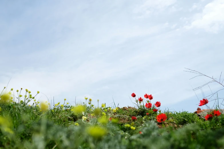 a view of flowers in a field on a clear day