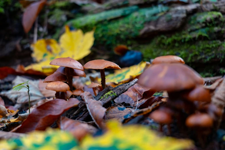 mushrooms and leaves in the woods near a hill