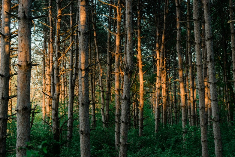 the light through the tall trees makes this image blurry