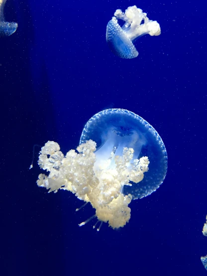 several jellyfish swimming near each other in the water