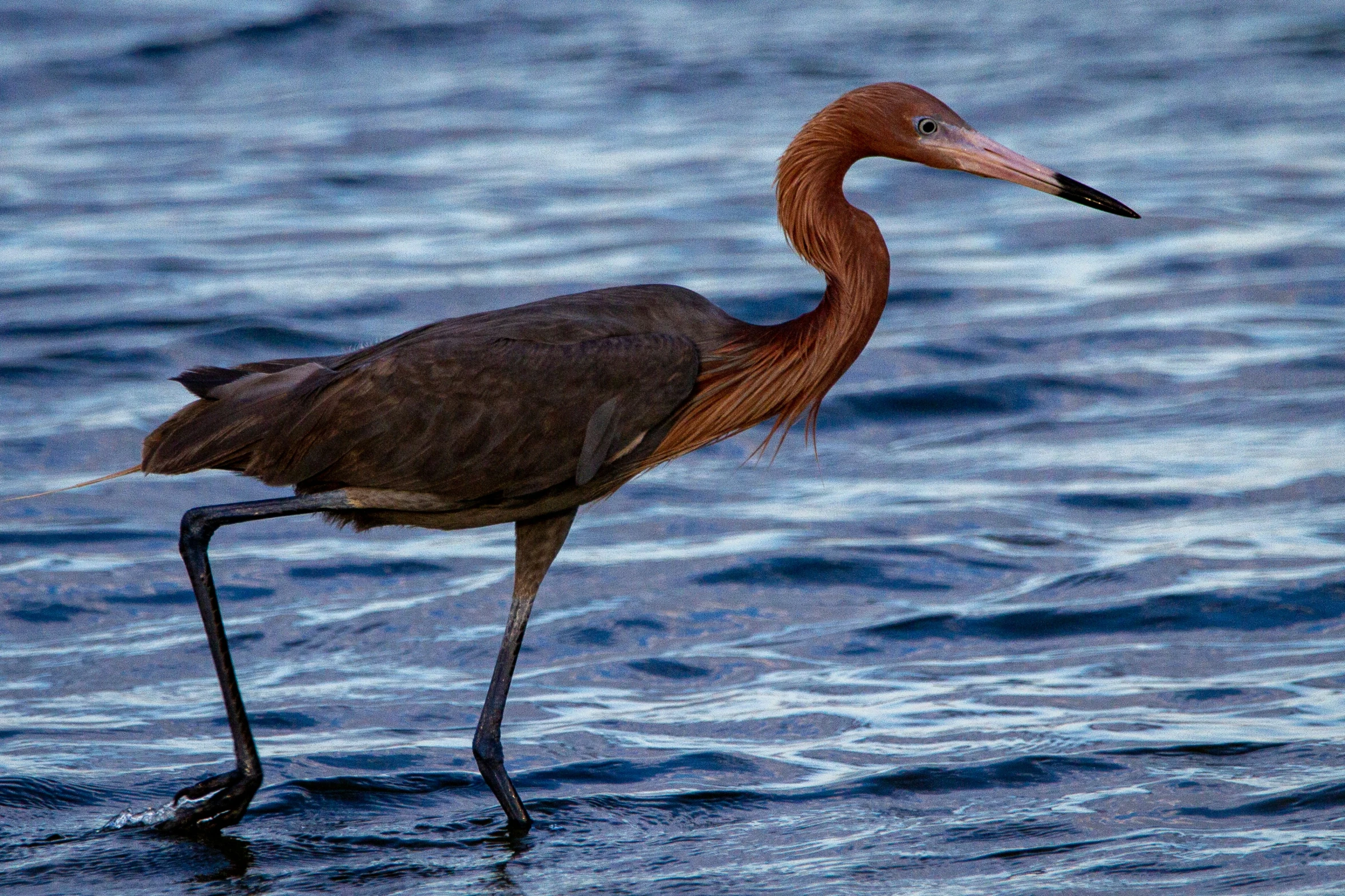 a bird with orange feathers and black legs walking through the water