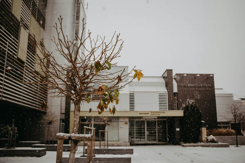 snow covered trees in the center of a city street